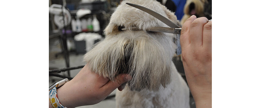 The Soft-Coated Wheaten Terrier
